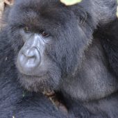  Gorilla (Congo)